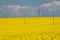 Electric rows in rapeseed field under cloudly sky