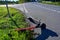 Electric scooter lying on tarmac and grass