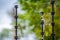 Electric shock cable and pole with the blur green tree background