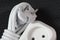 Electric socket, extension cord close-up. Electrical household appliances