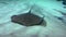 Electric Stingray Floats Over A Sandy Bottom In An Aquarium