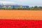 Electric train passing through typical Dutch spring flower fields