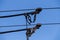 Electric trolleybus collectors close-up against the April blue spring sky. Power line wires network. Public transport.