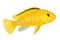 Electric yellow cichlid Labidochromis caeruleus Malawi Aquarium Fish