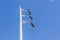 Electrical poles on white cloud and blue sky.