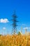 Electrical powerlines and wheat field in summer day