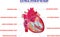 Electrical system of the heart work illustration