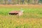 Electrical Utility Shed and Corn Field