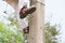 Electrician lineman repairman worker at climbing work on electric post power pole