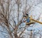 Electricians clean electric wires do tree