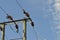 ELECTRICITY CABLE IN BLUE SKY