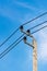 Electricity distribution post with blue sky