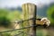 Electricity Pole with Wires Close-up