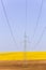 Electricity powerlines over colorful seed fields