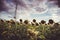 Electricity pylon in field of sunflowers on a cloudy dark day. Pamplona, Spain.