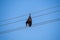 Electrocuted fruit bat hanging from electrical power cable