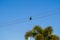 Electrocuted fruit bat hanging from electrical power cable