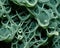 an electron microscope view of the Spirulina algae.
