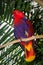 Electus Parrot