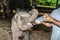 Elefant baby drinking milk