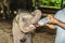 Elefant baby gets milk to drink