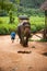 Elefant eating grass and his mahout in the rain forest of Khao Sok sanctuary, Thailand