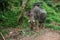 Elefant eating grass in the rain forest of Khao Sok sanctuary, Thailand