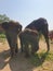 Elefant elephant family baby retirement park chiang mai thailand