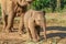 Elefant mother with its baby on a harvested field in the jungle