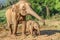 Elefant mother with its baby on a harvested field in the jungle