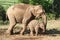 Elefant mother with its baby on a harvested field in the jungle