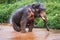 Elefant sitting in river in the rain forest of Khao Sok sanctuary