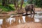 Elefant standing in river in the rain forest of Khao Sok sanctuary, Thailand