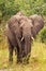 Elefant in swamp of Amboseli National Park Kenya East Africa