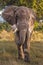 Elefant in swamp of Amboseli National Park Kenya East Africa