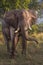 Elefant in swamp of Amboseli National Park Kenya East Africa