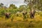 Elefant in swamp of Amboseli National Park Kenya East Africa