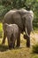 Elefant in swamp of Amboseli National Park Kenya East Africa