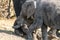 Elefants at the wetlands at the chobe river in Botswana in africa