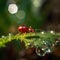 The Elegance of an Ant\'s Journey on a Green Leaf with a Hovering Bubble.AI generated