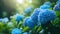 The elegance of blue hydrangea flowers in a garden, their vibrant colors enhancing the natural beauty