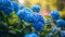 The elegance of blue hydrangea flowers in a garden, their vibrant colors enhancing the natural beauty