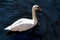 Elegance swan in the lake