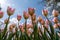 Elegance: Tulipa fosteriana (Foster\\\'s Tulip) in the Embrace of a Blue Sky