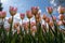 Elegance: Tulipa fosteriana (Foster\\\'s Tulip) in the Embrace of a Blue Sky