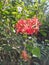 Elegance unfolds: Hibiscus Schizopetalus in all its intricate beauty.