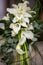 Elegance Unfurled: Calla Lily Wedding Bouquet