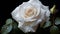 Elegance white rose Adorned with Morning Dew