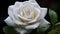 Elegance white rose Adorned with Morning Dew