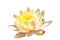 elegance yellow water lily lotus flower isolated white background with clipping path. beauty flora blooming multi layer